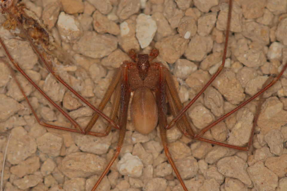 Una araña mediterráea  reclusa, o Loxosceles rufescens. (Getty Creative)