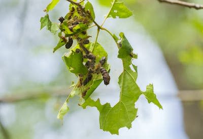 Feuilles d’arbres mangées par des chenilles sur le mont Royal, à Montréal, en juillet 2021. La Presse canadienne/Paul Chiasson