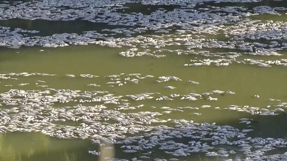 In this image from video, dead fish float on the surface of the lower Darling-Baaka River near the New South Wales state far west town of Menindee, Australia, on Saturday, March 18, 2023. The Department of Primary Industries in New South Wales state said the fish deaths coincided with a heat wave that put stress on a system that has experienced extreme conditions from wide-scale flooding. (Australian Broadcasting Corporation via AP)
