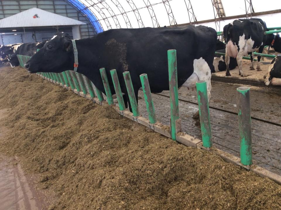 The design of the new barn came from a company in Holland that specializes in cow comfort. 