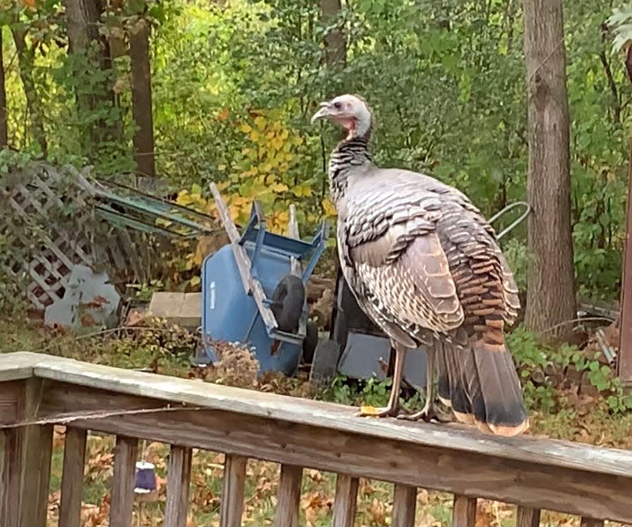 A wild turkey perches on a backyard deck of Jamie Eno's home in Dover.