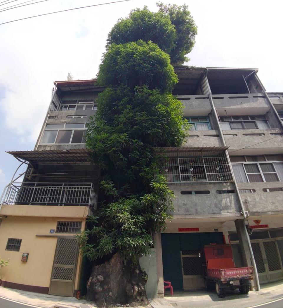  彰化二水鄉源泉村員集路則有一棵芒果樹剛好長在2間 透天厝之間的空隙，芒果樹越長越高，高度已經超越透 天厝。（照片：民眾提供）