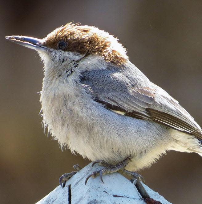 The brown headed nuthatch is one of hundreds of birds that summer in North Carolina that was found to be threatened by climate change in a report by the National Audubon Society.