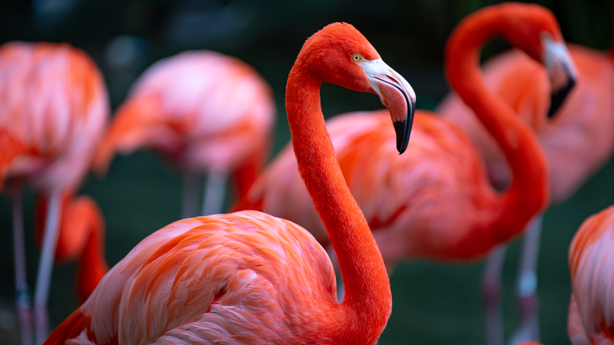 a flock of flamingoes standing