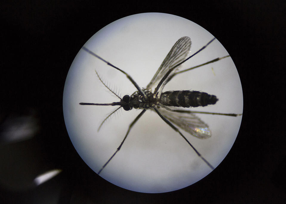 World's largest mosquito factory hopes to prevent Zika