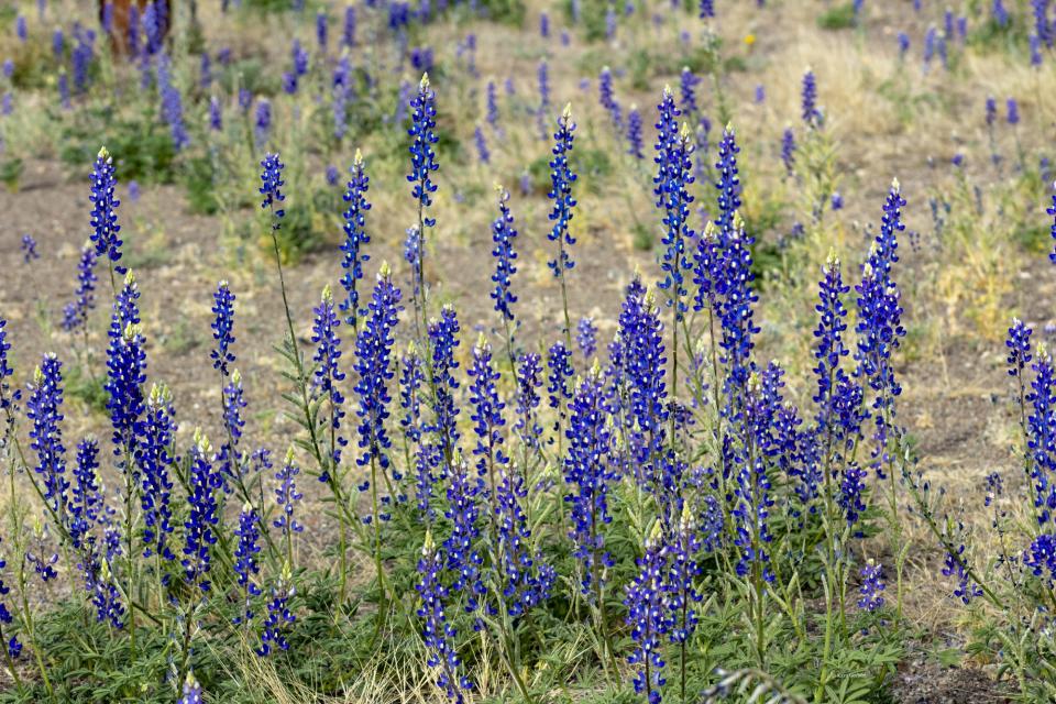 Big Bend Bluebonnets