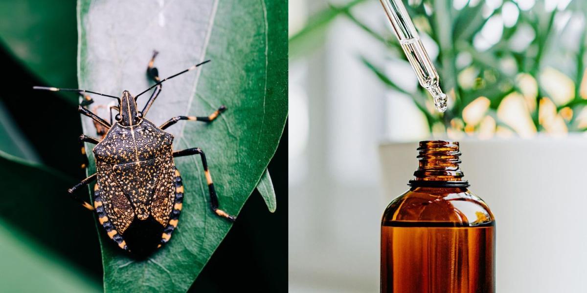 How We Got Rid of Stink Bugs  Easy DIY Brown Marmorated Stink Bug Trap 