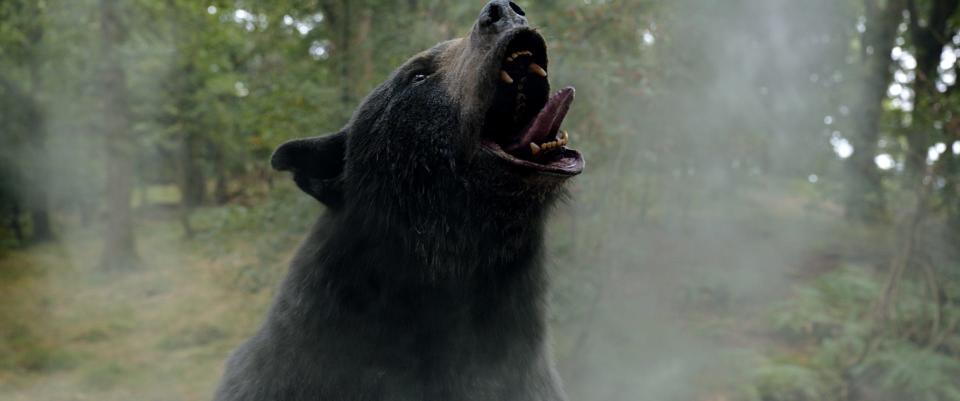 black bear with dust of cocaine around it