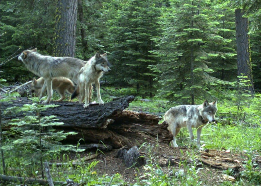 Frazier Mtn Pack wolves (including a pup born in 2023) caught on a trail camera in June 2023 near their den on private lands in Union County. (Courtesy: ODFW)