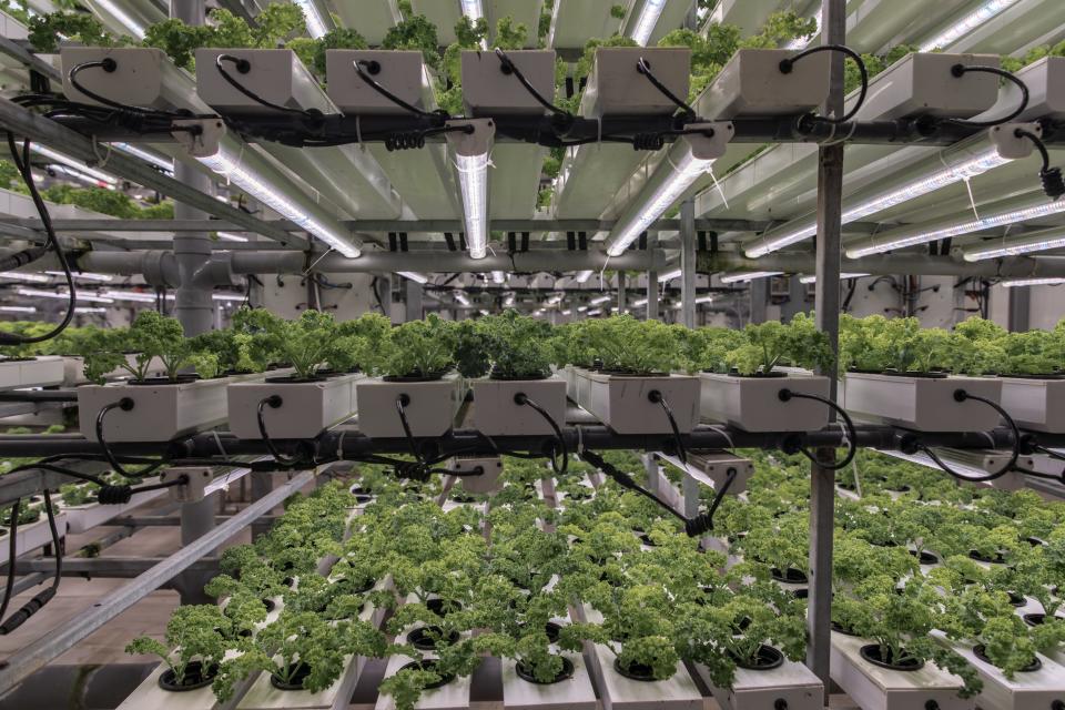 A vertical farm on Sept. 25, 2023, in Sharjah, United Arab Emirates. As a desert nation with significant water scarcity, the UAE is making substantial investments in agricultural technology.