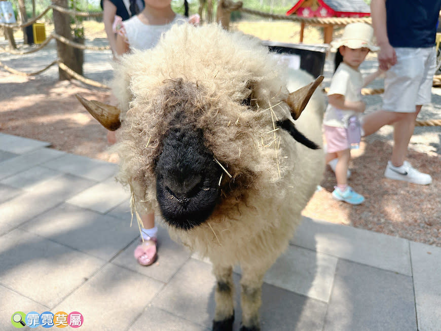 嘉義咩咩上樹萌寵樂園