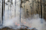 Flames from a controlled fire burn around trees as firefighters work at building a containment line at a wildfire near Bodalla, Australia, Sunday, Jan. 12, 2020. Authorities are using relatively benign conditions forecast in southeast Australia for a week or more to consolidate containment lines around scores of fires that are likely to burn for weeks without heavy rainfall. (AP Photo/Rick Rycroft)