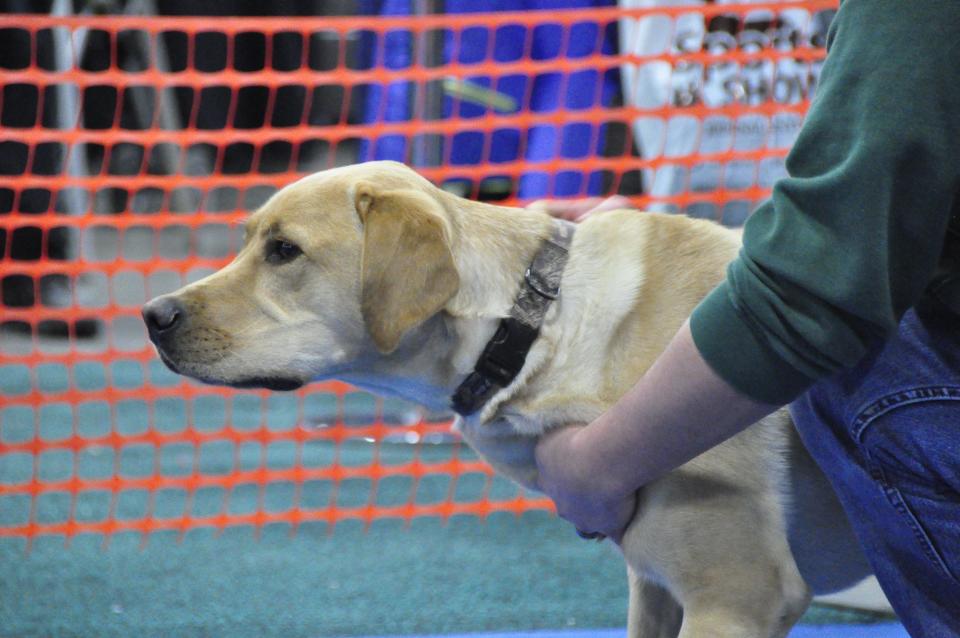 Milwaukee Journal Sentinel Sports Show fastest retriever contest.