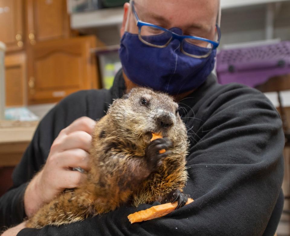 Volunteer Dan Kelshaw holds Gigi, a groundhog who munches a carrot with one paw. Gigi was unusually tame for a groundhog and is used for education.