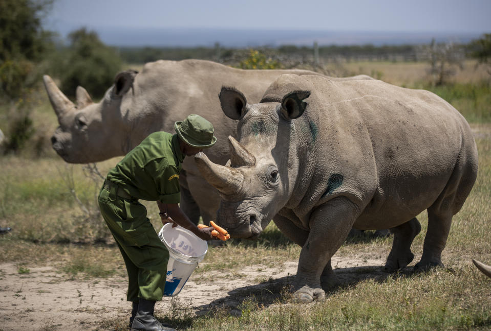 Female northern white rhinos Fatu, 19, right, and Najin, 30, left, the last two northern white rhinos on the planet, are fed some carrots by a ranger in their enclosure at Ol Pejeta Conservancy, Kenya Friday, Aug. 23, 2019. Wildlife experts and vets say there is hope for the northern white rhino which is on the verge of extinction, after they successfully managed to draw eggs Thursday from the last two of the species, hoping they can be used to reproduce the species through a surrogate. (AP Photo/Ben Curtis)