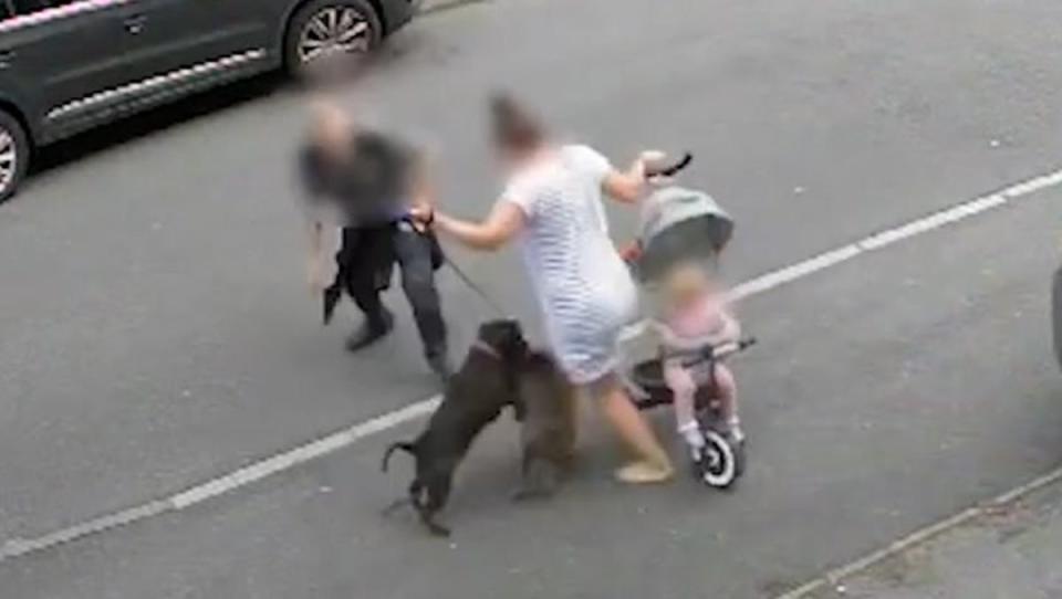 A mother tries to protect her baby and pet after a Staffordshire bull terrier escapes from its owner in Sheffield (South Yorkshire Police)