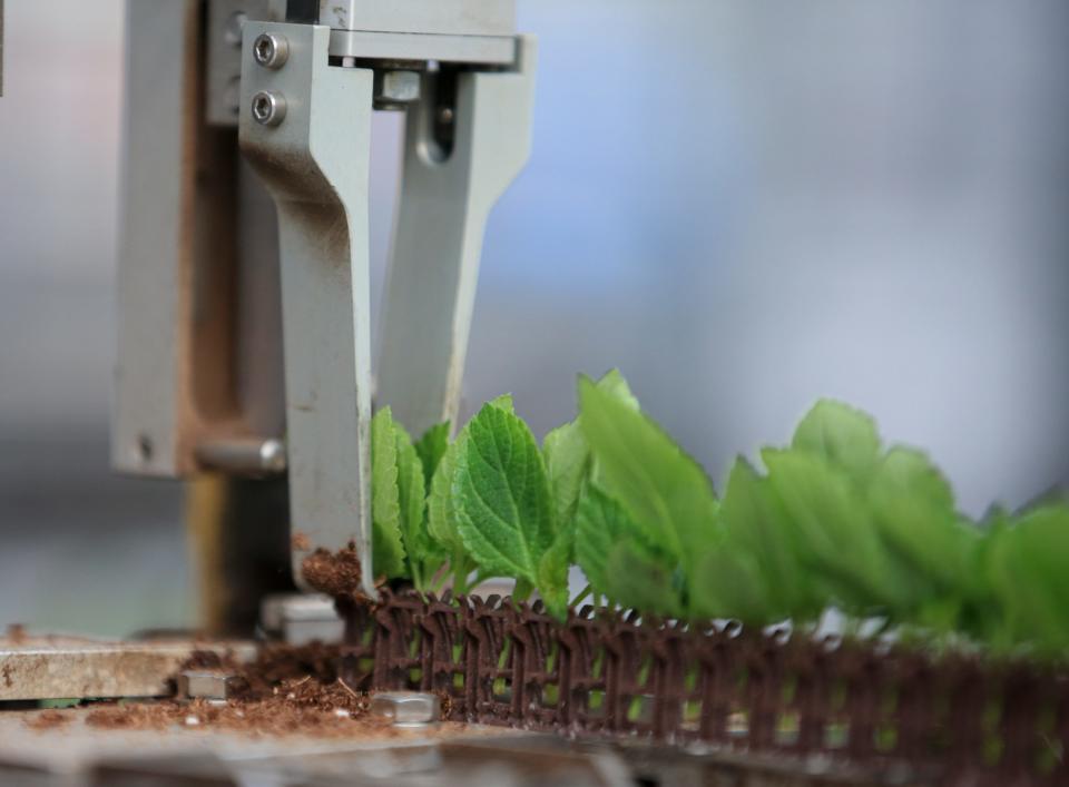 A robotic arm plucks a clip of a plant and sticks it in a pot to to grow at Fessler Nursery.