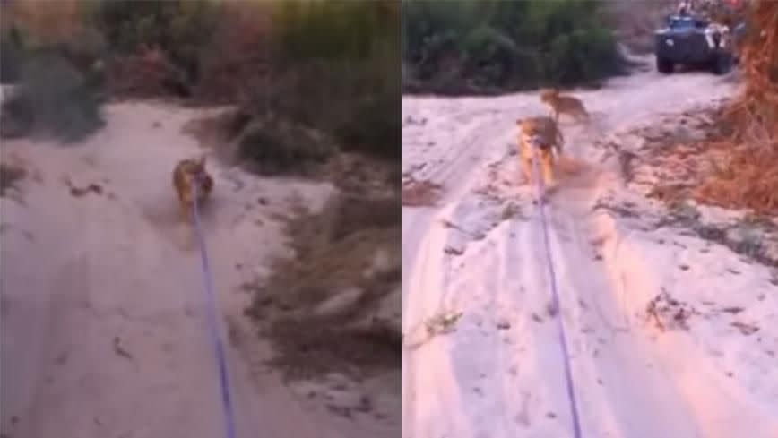 At one point the lioness was being dragged along. Photo: YouTube