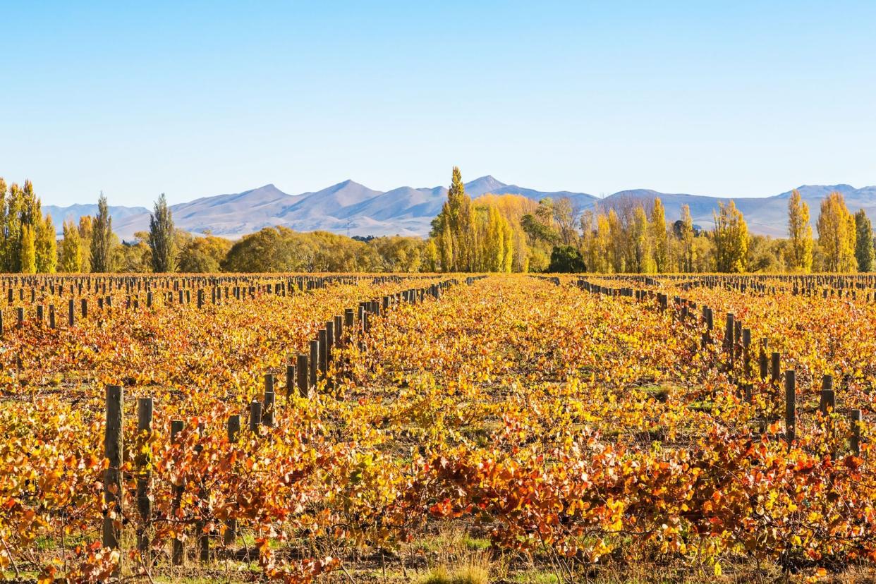 Vineyards, Waipara valley, North Canterbury, South Island, New Zealand