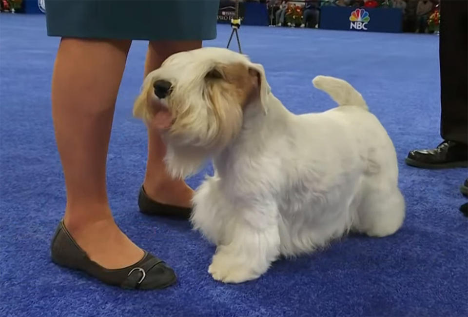 National Dog Show 2023 The Winner Is…