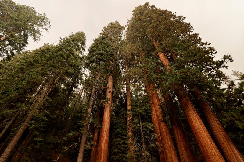 KNP Complex Fire in California