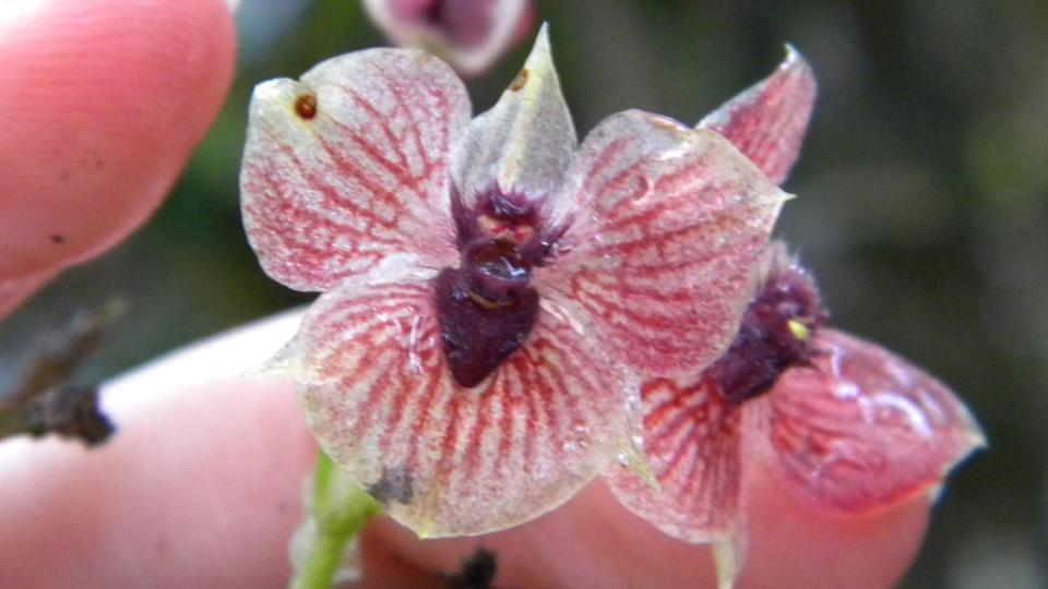 Telipogon diabolicus was named for its flowers' heart-shaped gynostemium, which look like a devil's head.