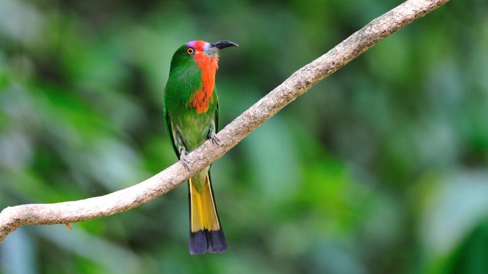 Red-bearded bee-eater