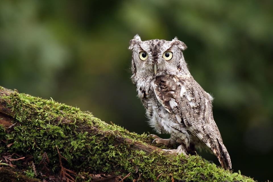 Eastern Screech Owl