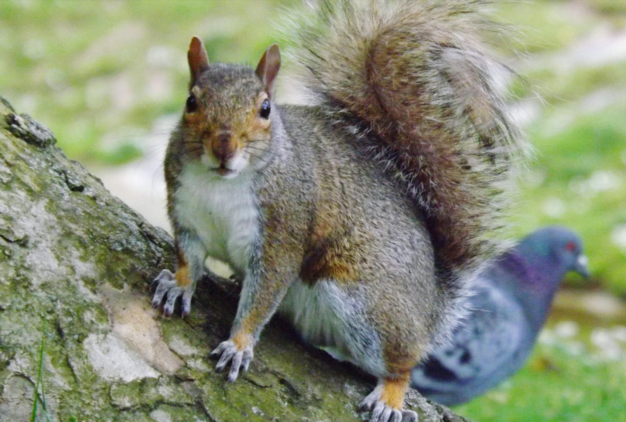 Squirrel close up with a pigeon in the background Getty Images/Sara Lynch/EyeEm