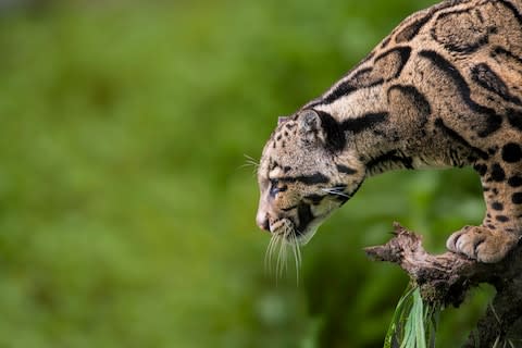 clouded leopard - Credit: istock