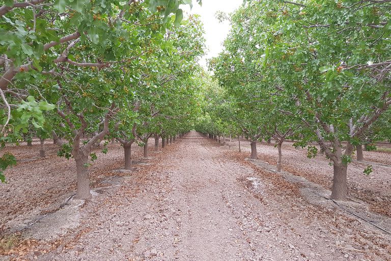 El árbol de pistacho entra en producción en el quinto año