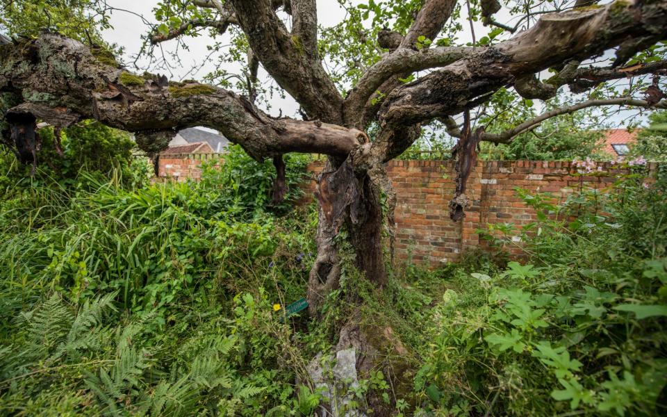 The original Bramley Apple tree in Southwell, Nottinghamshire - Robert Rathbone, Nottingham