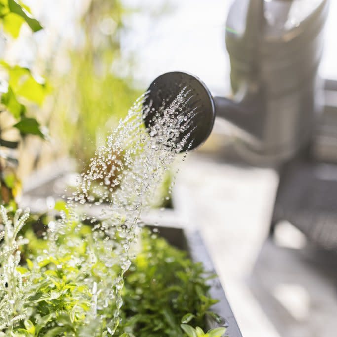  A watering can waters plants. 