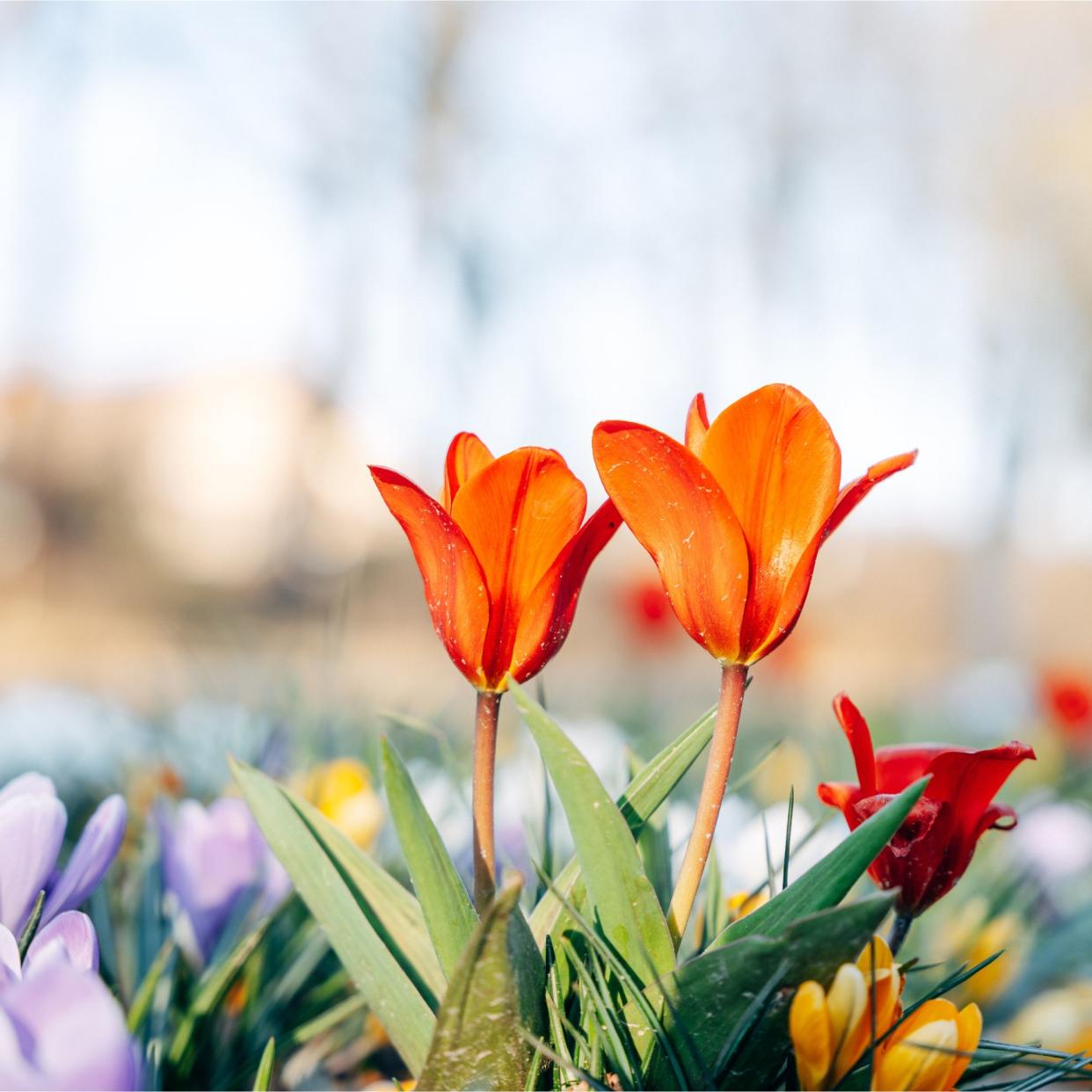  Colourful spring flowers grown from bulbs in grass, taken in Germany. 