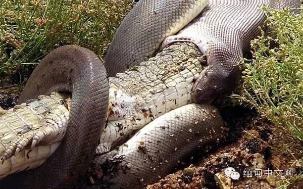 考察人員在緬甸叢林發現蟒蛇吞鱷魚的景象。（圖／翻攝自緬甸中文網）