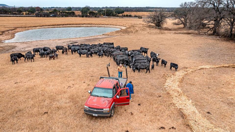 Water is the lifeblood of a Texas ranch. Mike Massey said he is fortunate that the tanks on his Hood County ranch are spring fed. David Montesino