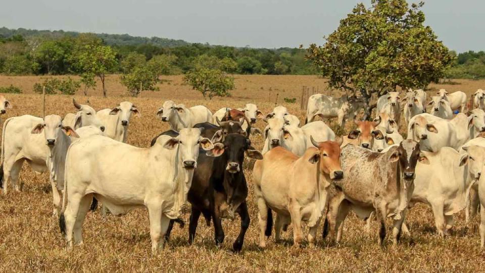 El plan de racionalización proyecta que en Colombia haya 148 plantas de categoría nacional, de las que hoy hay 94 en funcionamiento. En cuanto a las de autoconsumo (los mataderos municipales) proyecta 234, pero hoy solo hay 89. Foto: Minagricultura