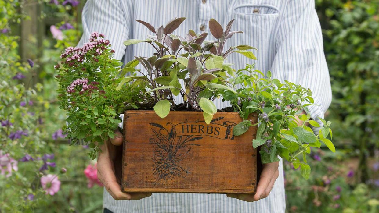  person holding a planter box with herbs 