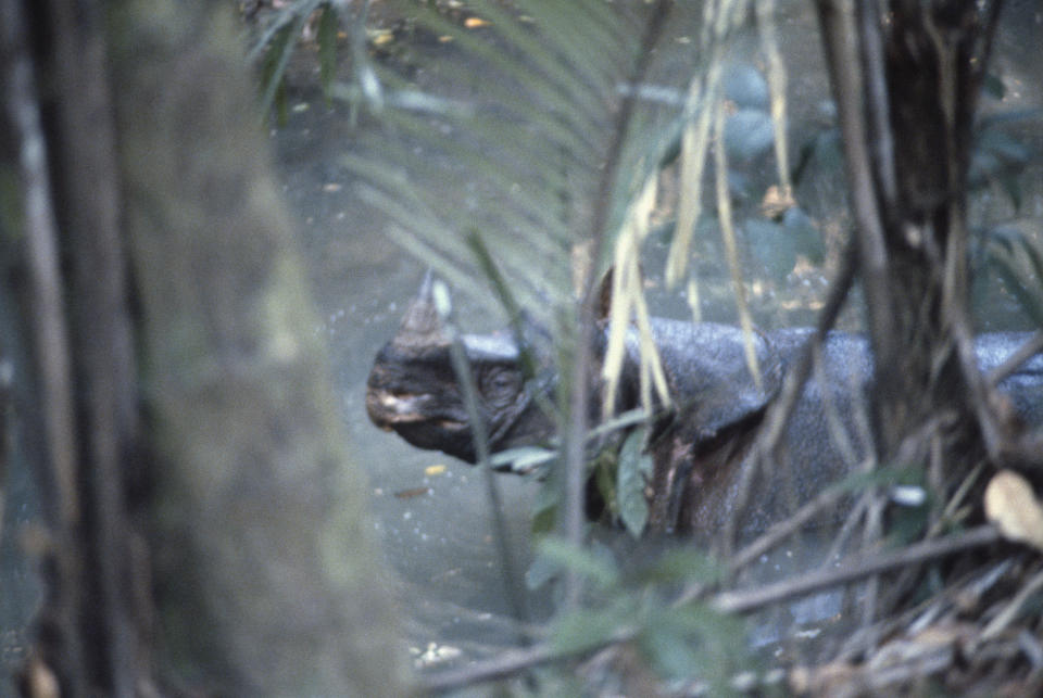 <p>Javan one-horned Rhinos are found only in one protected area in the world - the Udjung Kulon National Park, Indonesia. If we lose the population in Java, the entire species will disappear.</p> 