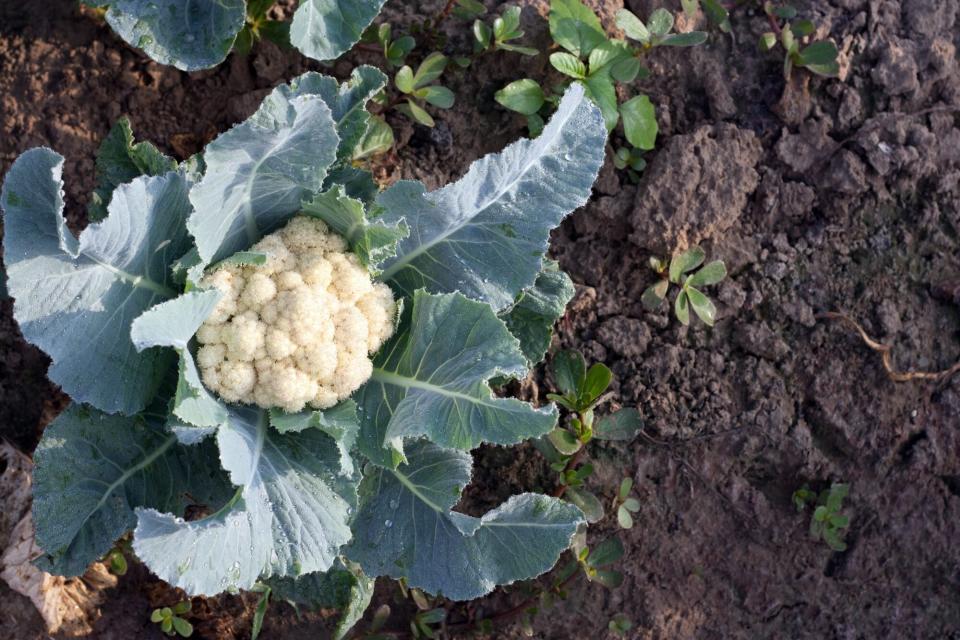 Fresh Cauliflower at Early Morning in Field.