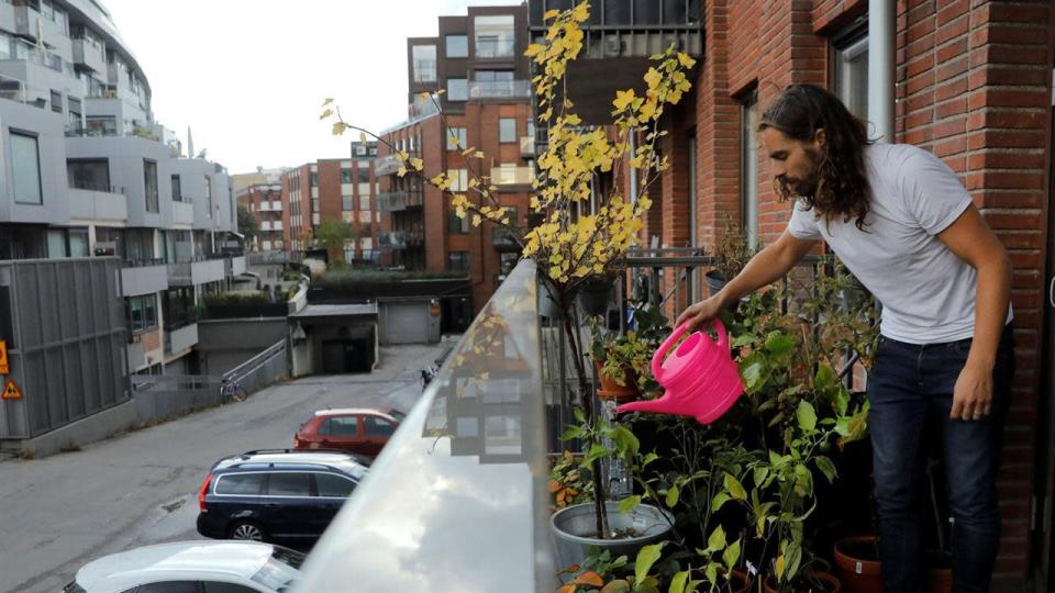 En Malmö, la tercera ciudad sueca más poblada, los cultivos se extienden por los tejados, los balcones de los edificios e incluso sobre las vías de ferrocarril en desuso, según la agencia Reuters.