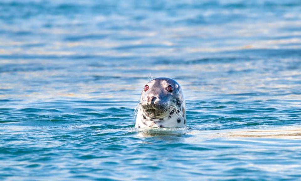 Grey seal in ScotlandGrey seal (Halichoerus grypus) poking its head out of the water as it swims at Port Wemyss, Islay, Scotland.