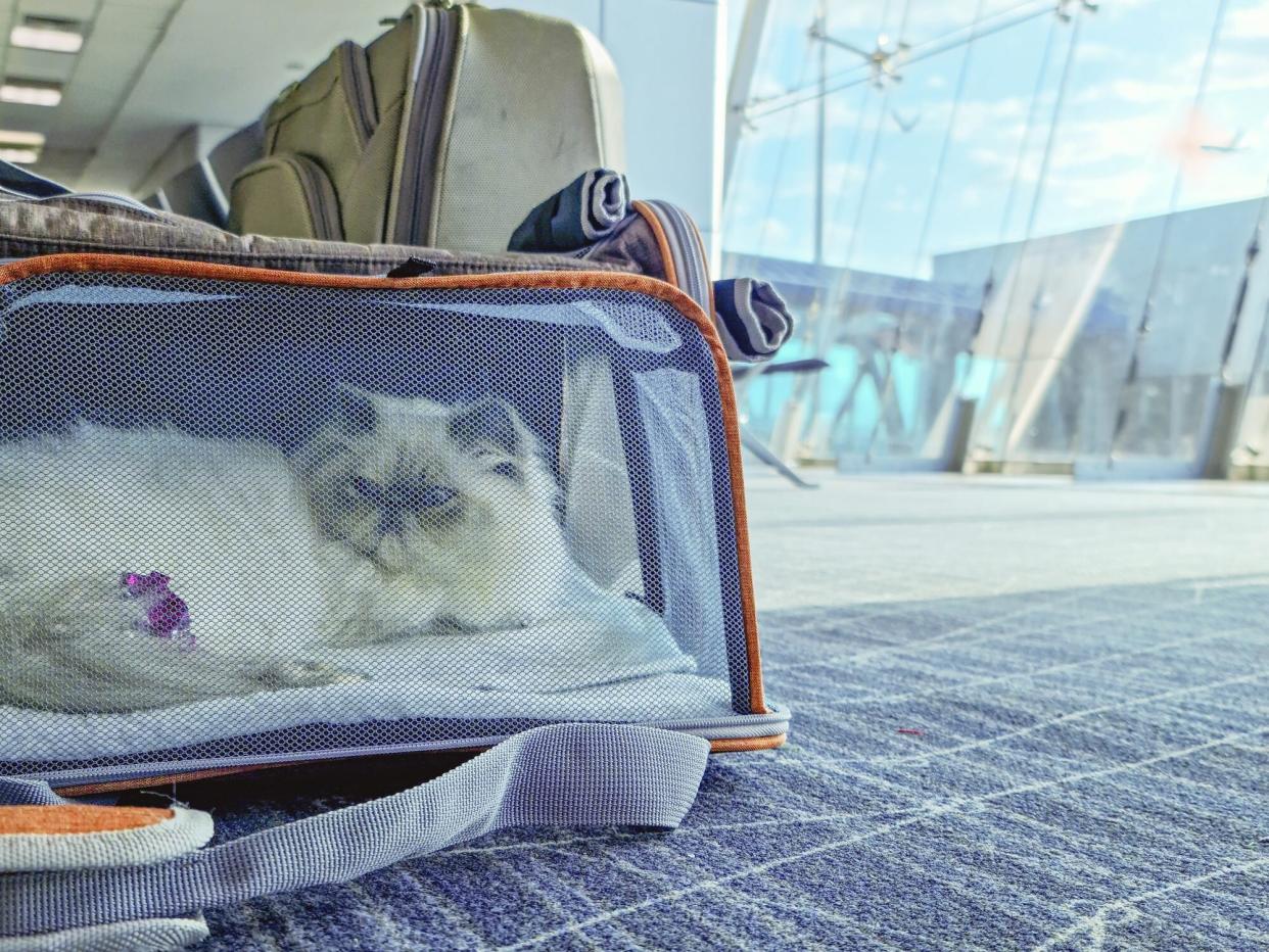 Cat Inside Transporter Waits to Travel in an Airport Lounge