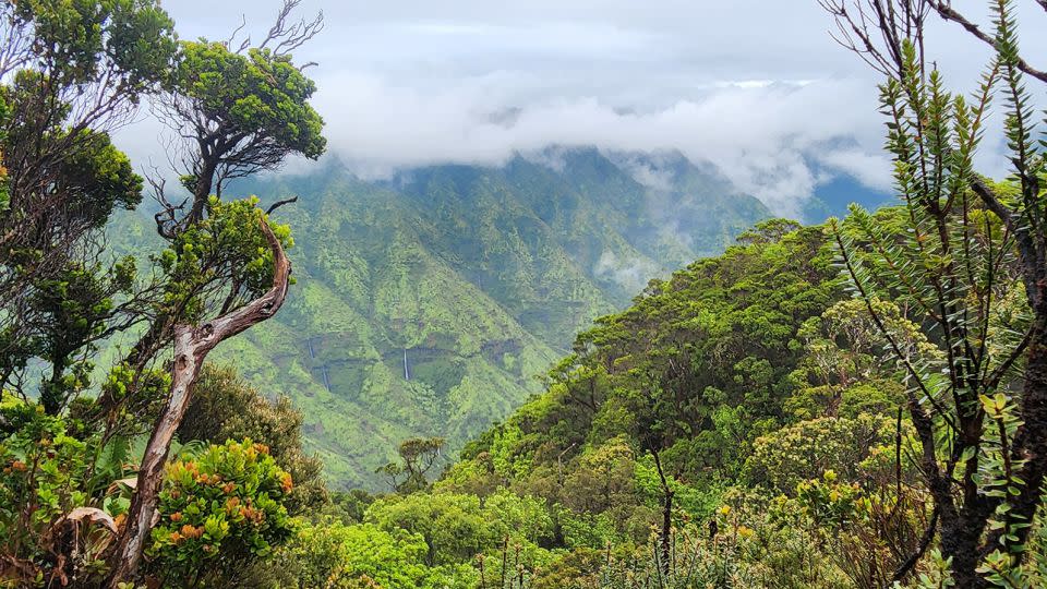 The ‘akikiki lives in the lush mountainous rainforests of Hawaii's Kauaʻi island. - Hawaii Dept. of Land and Natural Resources