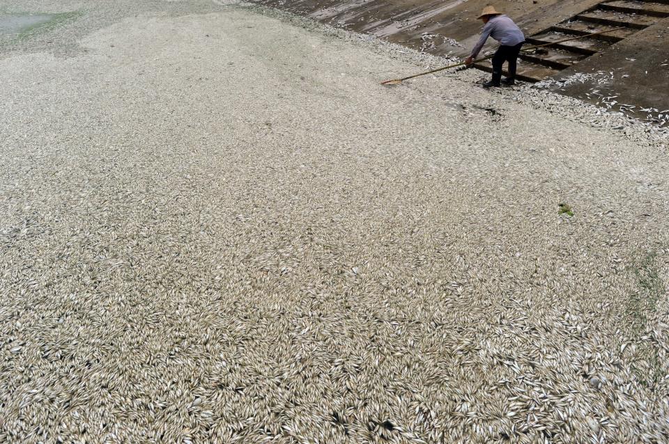 A resident clears dead fish from the Fuhe river in Wuhan, in central China's Hubei province on September 3, 2013 after large amounts of dead fish began to be surface early the day before. According to local media, about 30 thousand kilograms of dead fish had been cleared by late September 2. (STR/AFP/Getty Images)