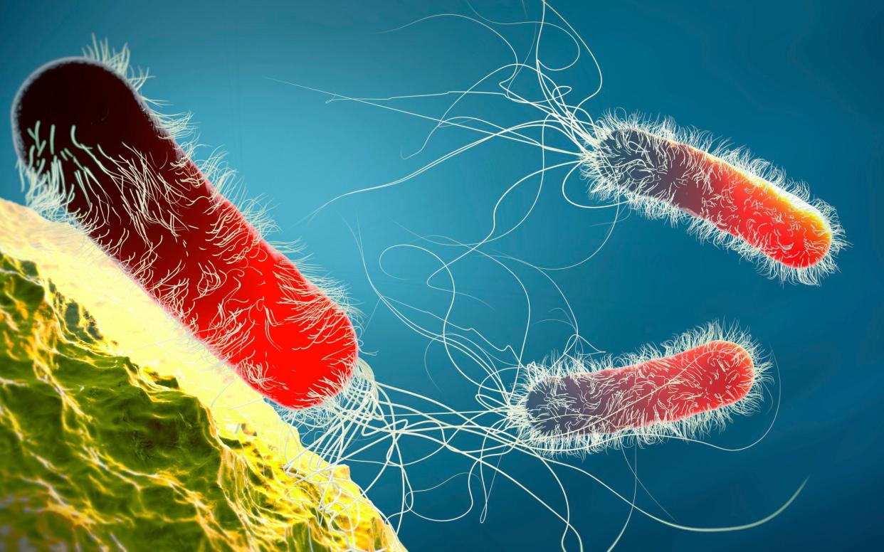 Antibiotic resistant Pseudomonas aeruginosa bacteria