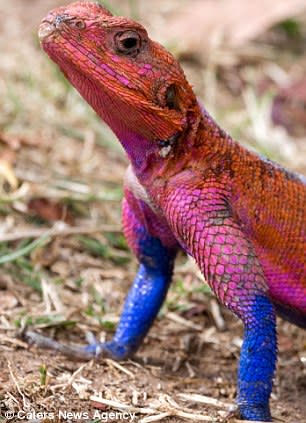 African lizard found that looks just like Spider-Man