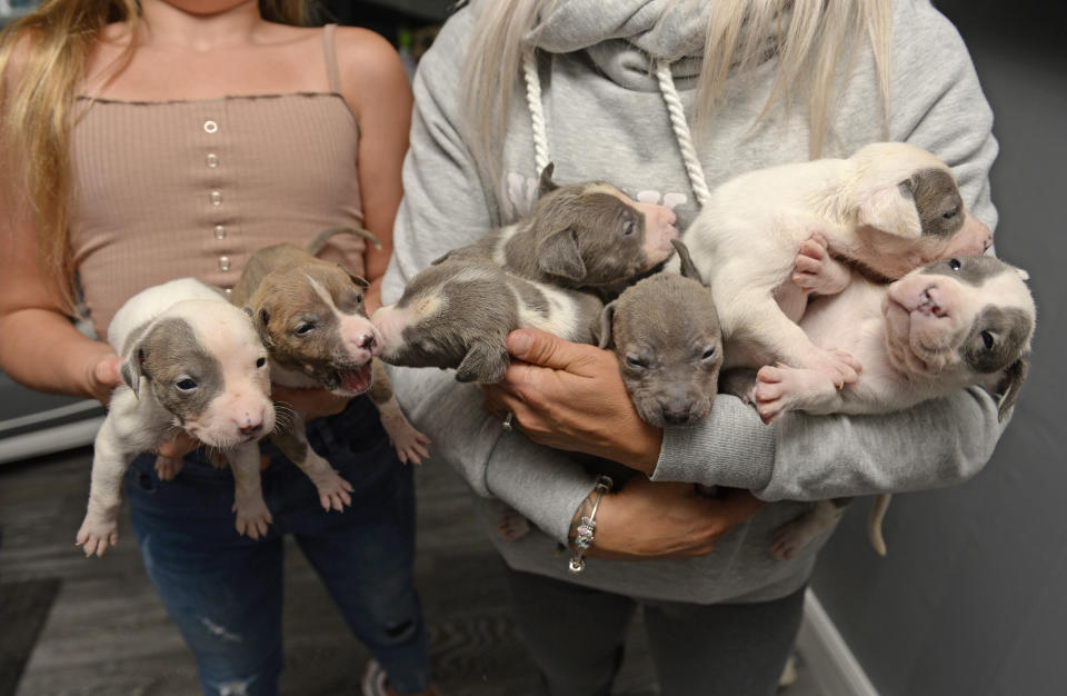 Eight of the16 puppies were stolen (SWNS)