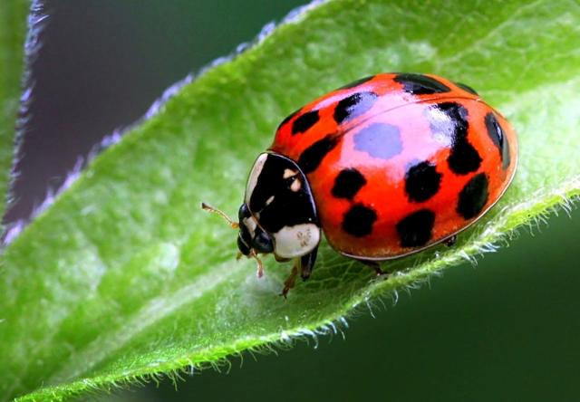 M fiez vous de cette coccinelle loin d tre inoffensive