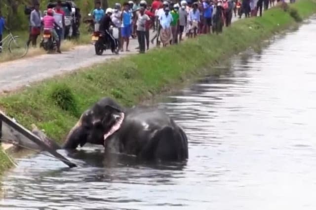 Villagers use makeshift rope ladder to rescue trapped elephant from canal in Sri Lanka